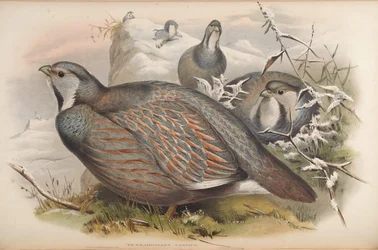 Caspian Snowcock